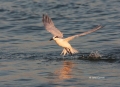 Sandwich-Tern;Tern;Sterna-sandvicensis;Flight;Feeding-Behavior;Flying-bird;actio