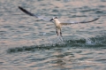 Sandwich-Tern;Tern;Sterna-sandvicensis;Flight;Feeding-Behavior;Flying-bird;actio