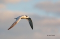 Sandwich-Tern;Tern;Sterna-sandvicensis;Flying-bird;action;aloft;behavior;flight;
