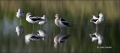 American-Avocet;Avocet;Recurvirostra-americana;Panoramic;shorebirds;close-up;col