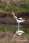 American-Avocet;Avocet;Recurvirostra-americana;Shorebird;Foraging;Water;one;one-
