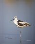 American-Avocet;Avocet;Recurvirostra-americana;shorebirds;one-animal;close-up;co