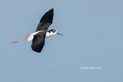 Black-necked-Stilt;Himantopus-mexicanus;Reflection;flight;Flying-Bird;Photograph