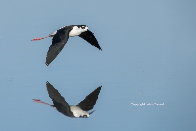 Black-necked-Stilt;Himantopus-mexicanus;Reflection;flight;Flying-Bird;Photograph