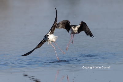 Black-necked-Stilt;Flying-Bird;Himantopus-mexicanus;Photography;action;active;al