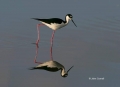 Black-necked-Stilt;Reflection;Himantopus-mexicanus;Shorebird;shorebirds;closeup;