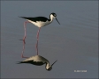 Black-necked-Stilt;Reflection;Himantopus-mexicanus;one-animal;close-up;color-ima