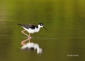 Himantopus-mexicanus;Black-necked-Stilt;One;one-animal;avifauna;bird;birds;feath