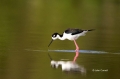 Black-necked-Stilt;Himantopus-mexicanus;Stilt;One;one-animal;avifauna;bird;birds