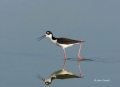 Reflection;Black-necked-Stilt;Himantopus-mexicanus;Black-necked-Stilt;Shorebird;