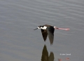 Black-necked-Stilt;Himantopus-mexicanus;Stilt;Flying-bird;action;aloft;behavior;