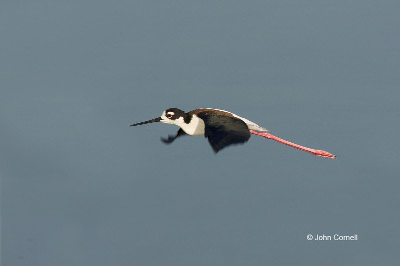 Black-necked Stilt;Reflection;Black necked Stilt;Himantopus mexicanus;Flight;flight;flying bird;action;aloft;behavior;fly;flying;soar;wing;winged;wings;Stilt;One;one animal;avifauna;bird;birds;feather;feathered;outdoors;outside;untamed;wild;color;color photograph;daytime;close up;color image;photography;animals in the wild;feathers;wilderness;perch;perching;watching;watchful;Flying bird;Color Image;Photography;Birds;Animals in the Wild;Action;Active;in flight;motion;movement;soaring