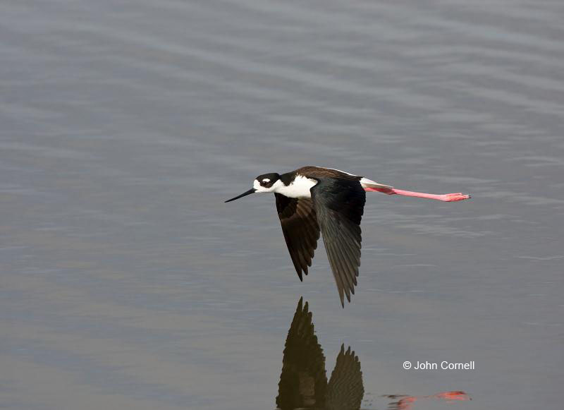 Black-necked Stilt;Himantopus mexicanus;Stilt;Flying bird;action;aloft;behavior;flight;fly;flying;soar;wing;winged;wings;one animal;Color Image;Photography;Birds;Animals in the Wild;Flight;Action;Active;in flight;motion;movement;soaring;Shorebird;shorebirds;closeup;color image;photography;day;outdoors;wildlife;bird;birds;animals in the wild;mud flat;beach;water;foraging;feeding