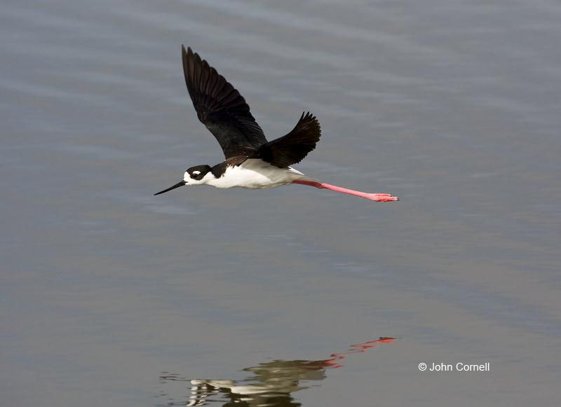Black-necked Stilt;Himantopus mexicanus;Stilt;Flying bird;action;aloft;behavior;flight;fly;flying;soar;wing;winged;wings;one animal;Color Image;Photography;Birds;Animals in the Wild;Flight;Action;Active;in flight;motion;movement;soaring;Shorebird;shorebirds;closeup;color image;photography;day;outdoors;wildlife;bird;birds;animals in the wild;mud flat;beach;water;foraging;feeding