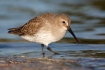 Animals-in-the-Wild;Calidris-alpina;Dunlin;Mud-Flat;Photography;Shorebird;beach;