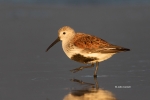 Calidris-alpina;Dunlin;Forage;Mud-Flat;Shorebird;beach;color-image;foraging;mudf