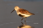 Breeding-Plumage;Calidris-alpina;Dunlin;Forage;Migration;Mud-Flat;Shoreline;Wadi