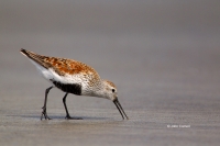 Calidris-alpina;Dunlin;Feeding-Behavior;One;Shorebird;avifauna;beach;bird;birds;