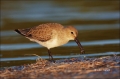 Dunlin;Calidris-alpina;Shorebird;shorebirds;waders;closeup;close-up;color-image;
