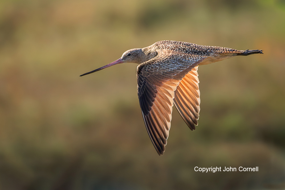 Flying Bird;Godwit;Limosa fedoa;Marbled Godwit;Photography;Shorebird;action;active;aloft;behavior;birds;color image;flight;fly;flying;foraging;hunting;in flight;motion;movement;one animal;soar;soaring;wing;winged;wings