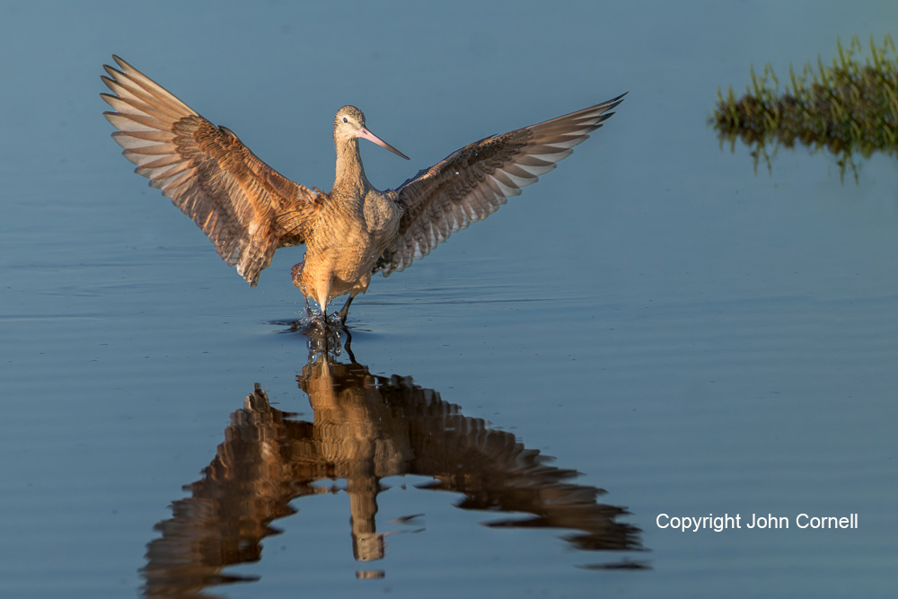 Flying Bird;Godwit;Limosa fedoa;Marbled Godwit;Photography;Reflection;action;active;aloft;behavior;birds;color image;flight;fly;flying;in flight;motion;movement;one animal;soar;soaring;wing;winged;wings