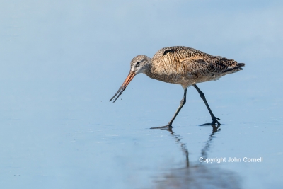 Godwit;Limosa-fedoa;Marbled-Godwit;One;avifauna;bird;birds;color-image;color-pho