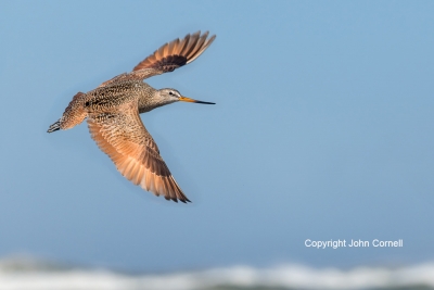 Flying-Bird;Godwit;Limosa-fedoa;Marbled-Godwit;Photography;action;active;aloft;b