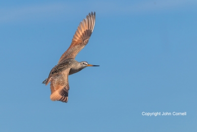 Flying-Bird;Godwit;Limosa-fedoa;Marbled-Godwit;Photography;action;active;aloft;b