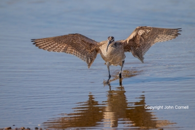 Flying-Bird;Numenius-phaeopus;Photography;Shorebird;Whimbrel;action;active;aloft