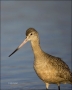 Godwits