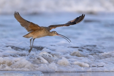 Curlew;Flying-Bird;Forage;Long-billed-Curlew;Numenius-americanus;One;Photography