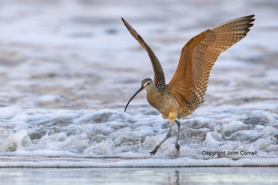 Curlew;Long-billed-Curlew;Numenius-americanus;One;Shorebird;Surf;Waves;avifauna;
