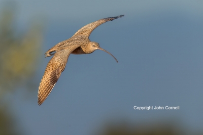 Curlew;Flying-Bird;Long-billed-Curlew;Numenius-americanus;Photography;action;act