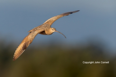 Curlew;Long-billed-Curlew;Numenius-americanus;flight,-action,-active,-aloft,-beh