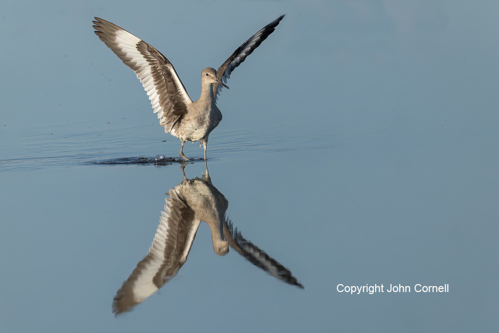 Catoptrophorus semipalmatus;Flying Bird;Landing;Photography;Reflection;Willet;action;active;aloft;behavior;birds;color image;flight;fly;flying;in flight;motion;movement;one animal;soar;soaring;wing;winged;wings