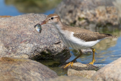 Actitis-macularia;One;Sandpiper;Spotted-Sandpiper;avifauna;bird;birds;color-imag