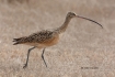 Curlew;Long-billed-Curlew;Numenius-americanus;One;avifauna;bird;birds;color-imag