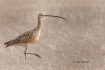 Curlew;Long-billed-Curlew;Numenius-americanus;One;avifauna;bird;birds;color-imag