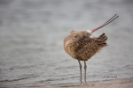 Curlew;Long-billed-Curlew;Numenius-americanus;Preening;Sand;Shorebird;Wading;for