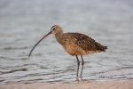 Curlew;Long-billed-Curlew;Numenius-americanus;Preening;Sand;Shorebird;Wading;for