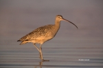 Curlew;Long-billed-Curlew;Numenius-americanus;One;avifauna;bird;birds;color-imag