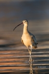 Curlew;Long-billed-Curlew;Numenius-americanus;One;avifauna;bird;birds;color-imag