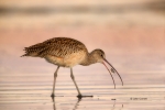 Curlew;Long-billed-Curlew;Numenius-americanus;One;avifauna;bird;birds;color-imag
