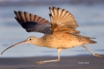 Curlew;Flying-Bird;Long-billed-Curlew;Numenius-americanus;Photography;Shorebird;