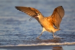 Curlew;Long-billed-Curlew;Mud-Flat;Numenius-americanus;Photography;beach;bird;bi