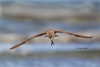 Flying-Bird;Numenius-phaeopus;Photography;Shoreline;Waves;Whimbrel;action;active