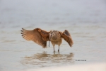 Curlew;Long-billed-Curlew;Numenius-americanus;Sand;Shorebird;Shoreline;foraging;