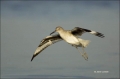 Florida;Willet;Flight;Southeast-USA;Catoptrophorus-semipalmatus;flying-bird;one-