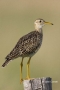 Upland-Sandpiper;Sandpiper;Bartramia-longicauda;One;one-animal;avifauna;bird;bir