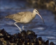 California;Whimbrel;Southwest-USA;Numenius-phaeopus;shorebirds;one-animal;close-